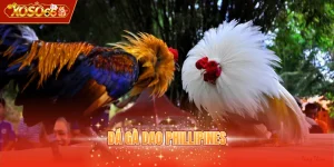 Đá gà dao Phillipines