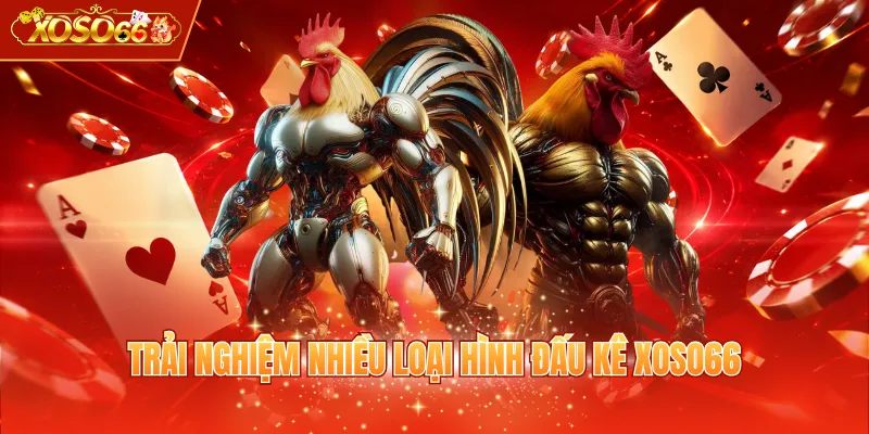 Trải nghiệm nhiều loại hình đấu kê XOSO66